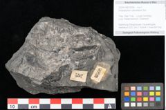 Foto (Objekt + Etikett) von Dictyophyllum obtusilobum Sch. (NHMW-GEO-2024-0188-10506)